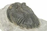 Hollardops Trilobite Fossil - Ofaten, Morocco #273378-5